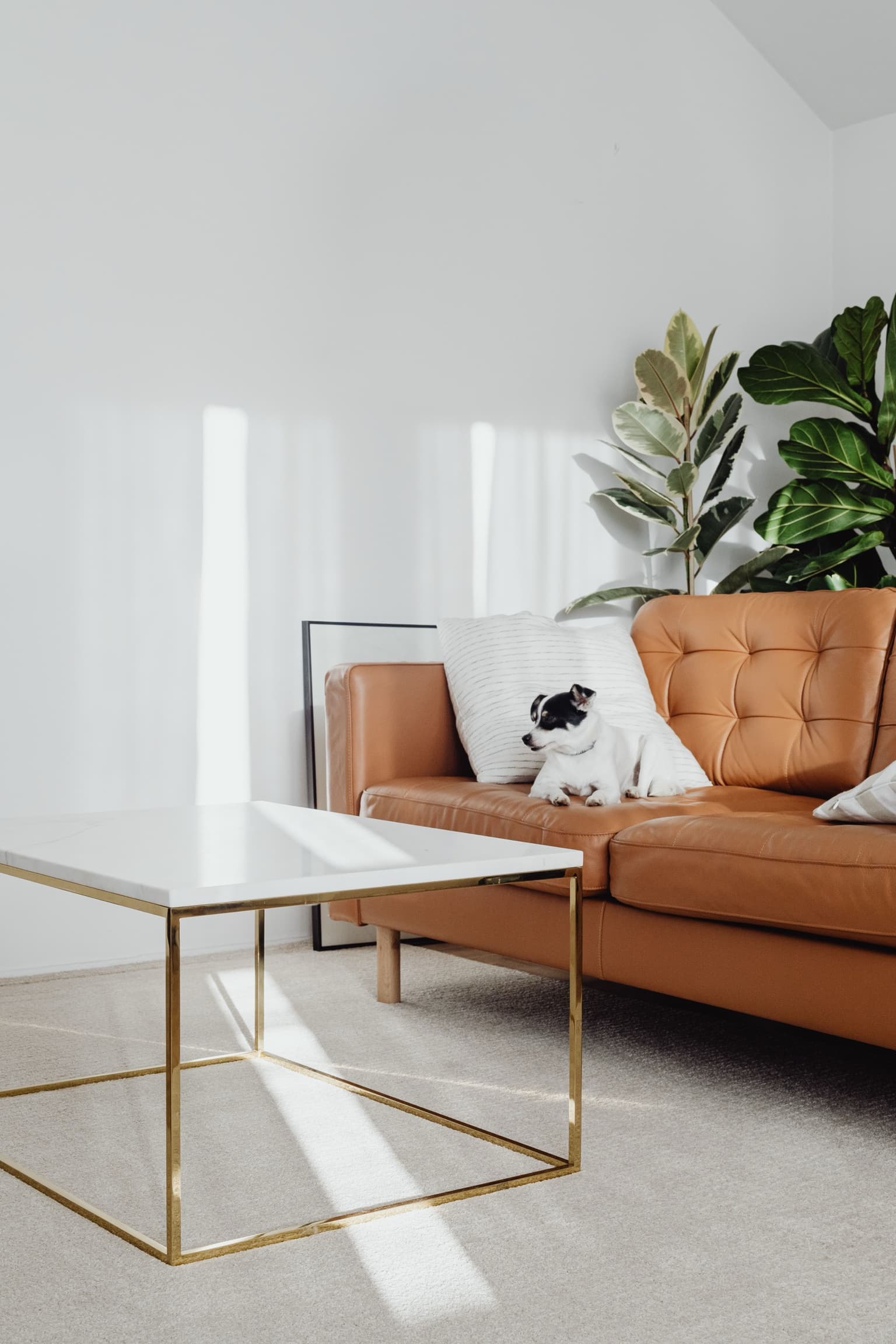 dog_photo_canvas_living_room