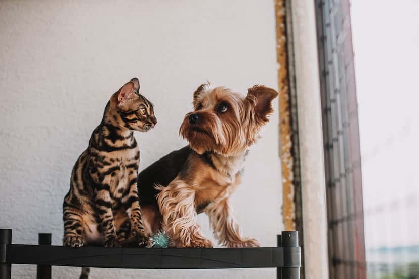 A spotted Bengal cat and a Yorkshire terrier standing together on a shelf beside a sunlit window