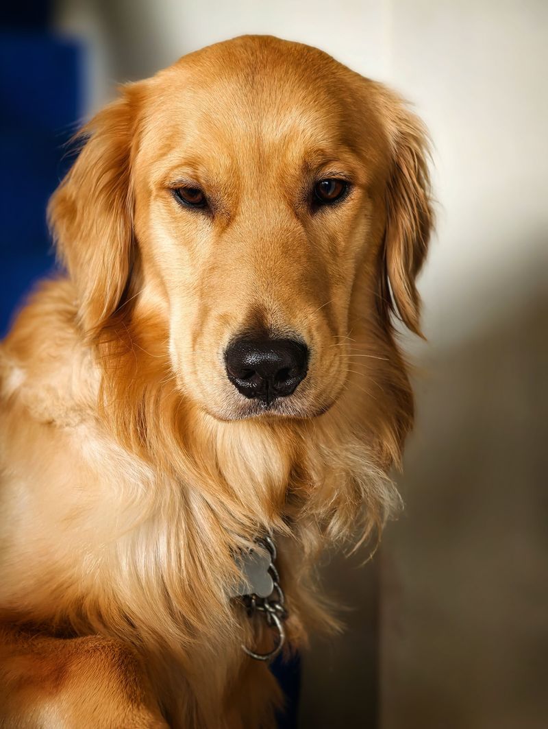 pet-portrait-photo-session