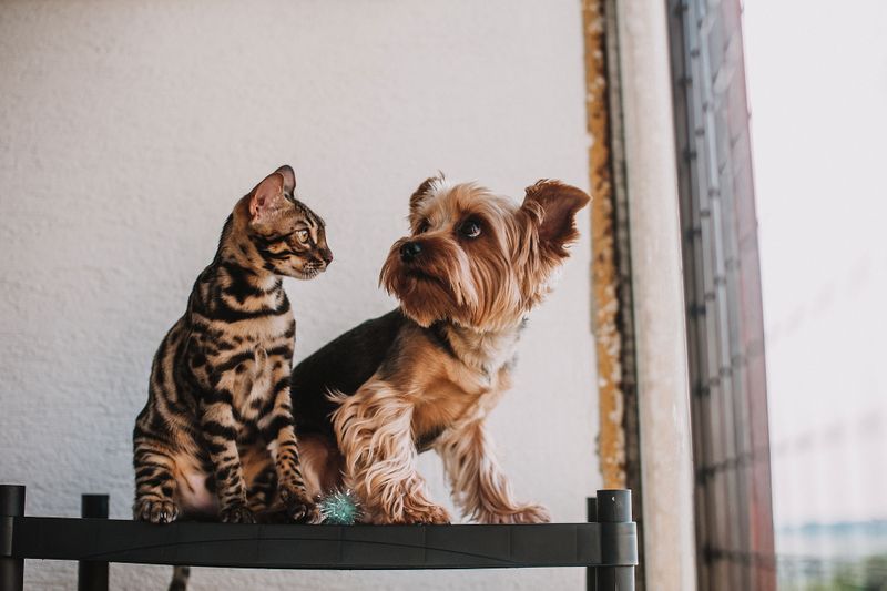 two-pets-split-canvas